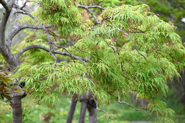 Ιαπωνικά λουλούδια σφενδάμου. Φυλλοβόλο δέντρο Sapindaceae. Μικρά κόκκινα λουλούδια ανθίζουν προς τα κάτω στις αρχές του καλοκαιριού. - Φωτογραφία, εικόνα