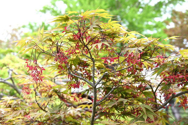 Japanese maple flowers. Sapindaceae deciduous tree. Small red flowers bloom downward in early summer. - Photo, Image