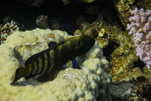 Pfauenhinterfische liegen auf Korallen am Meeresboden Nahaufnahme - Foto, Bild