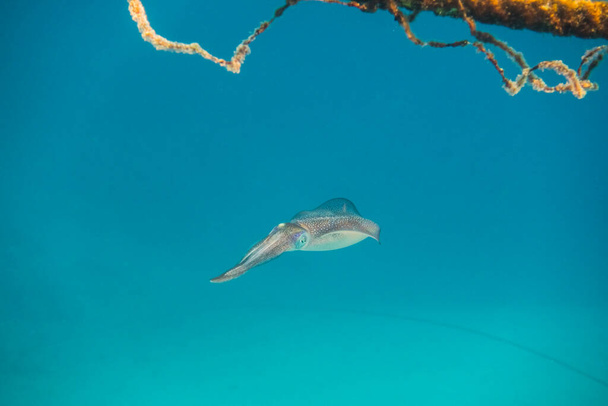 Tek bir bigfin resif mürekkep balığı mavi sudaki bir halatın yakınındaki kameraya çok yakın. - Fotoğraf, Görsel