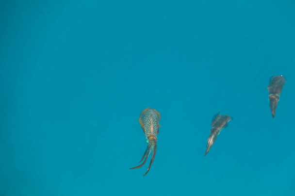во время погружения в Египет в голубой воде плавают три кальмара из большого рифа - Фото, изображение