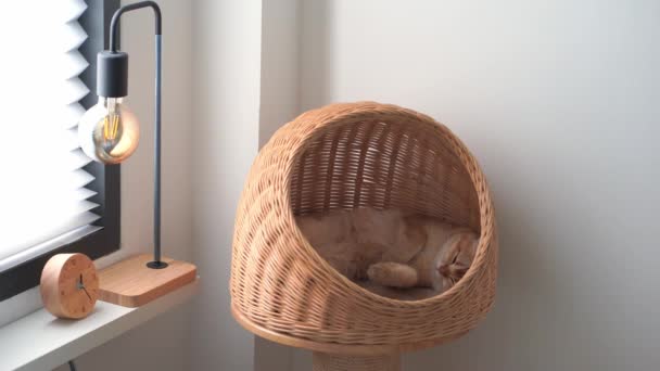 Pflegekonzept mit britischem Katzenschlaf im Katzenhaus - Filmmaterial, Video