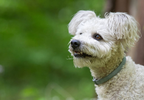 carino piccolo cane pumi godendo la vita all'aria aperta - Foto, immagini