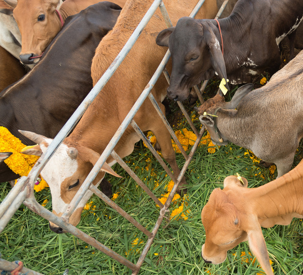 Vacas en la caridad del budismo evento para liberarlos de los desastres
 - Foto, imagen
