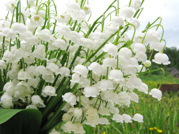 букет з лілій квітів долини
 - Фото, зображення