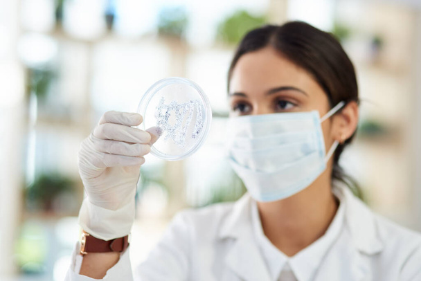 Tudós, Petri-csésze és minta a laboratóriumi kutatáshoz a teszteléstől, elemzéstől és fejlesztéstől. Orvosi, női és szakorvos kesztyű vagy maszk a biztonság, szakértő és technikus mikrobiológia. - Fotó, kép