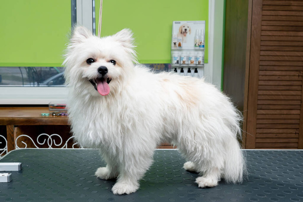 Masanın üstündeki kuaförde şık bir saç stili olan hazır kesilmiş beyaz bir köpek var. - Fotoğraf, Görsel