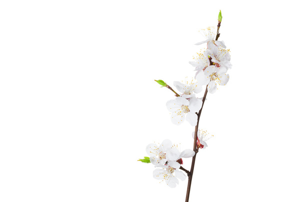aprikoosi kukat valkoisella taustalla - Valokuva, kuva