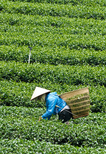 Aasialaiset työntekijät keräävät teetä
 - Valokuva, kuva