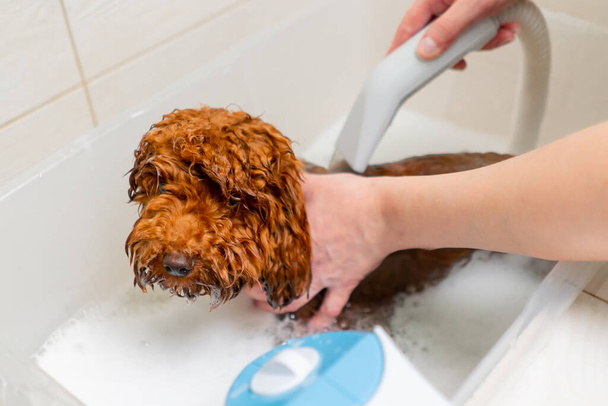 крупным планом в парикмахерской маленького красного пса, вымытого в ванной - Фото, изображение