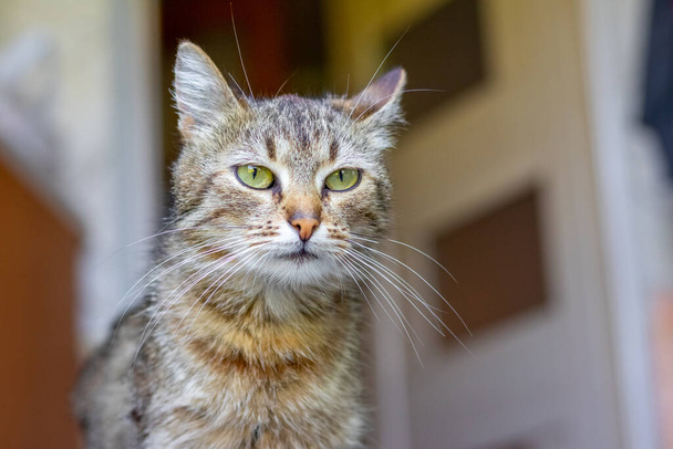 Portrait of a striped cat in the kitchen on a blurred background - Photo, Image