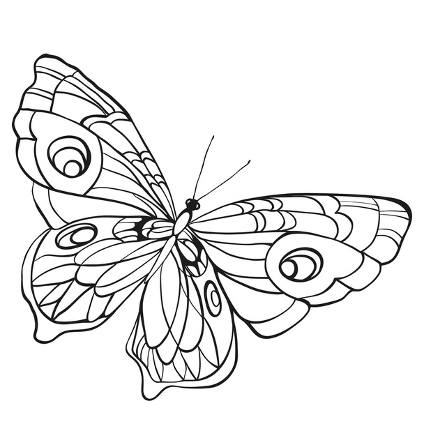 Чорно-білий метелик з відкритими крилами у верхньому перегляді
 - Вектор, зображення