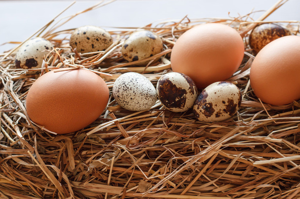 Set chicken and quail eggs on dry grass - Foto, Bild