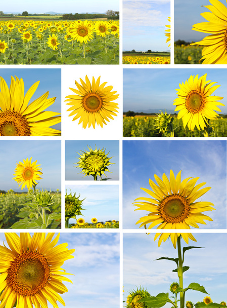 Auringonkukka kuvia
 - Valokuva, kuva