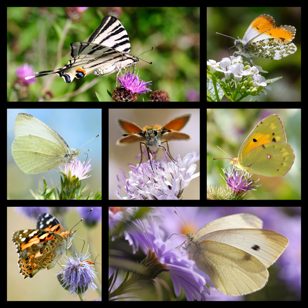 Multiple photos mosaic of butterflies - Photo, Image