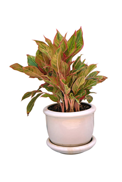 Aglaonema Siam Red Chiński Evergreen roślin starter w puli, izolowane na białym tle z ścieżka wycinania. - Zdjęcie, obraz