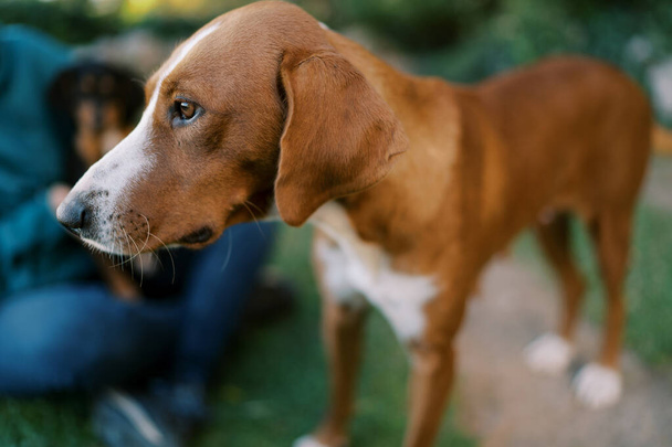 大きな茶色の血統の犬が芝生の上に立って見つめている. 高品質の写真 - 写真・画像