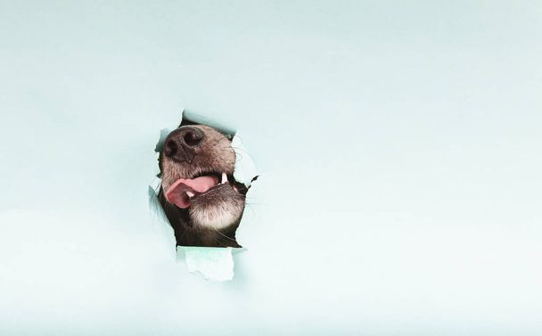 Pies szturcha pysk i wystaje język przez dziurę w papierze na kolorowym tle. Przestrzeń kopiowania - Zdjęcie, obraz