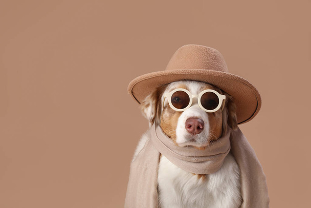 Carino morbido cane pastore australiano con cappello, occhiali da sole e sciarpa su sfondo marrone - Foto, immagini