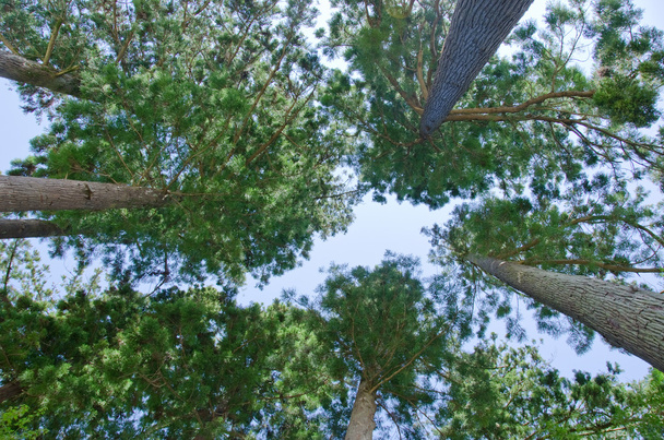 Aşağıda görülen orman - Fotoğraf, Görsel