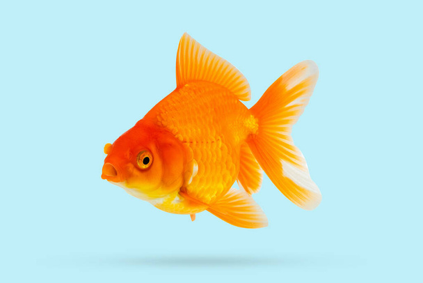 Oranda goldfish isolated on blue background - Photo, Image