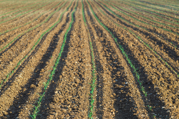 Growing green corn field (Zea mais) background - Photo, Image