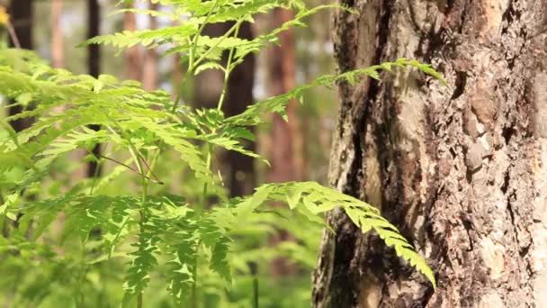 Fern v lese, zblízka. Jasně zelené kapradinové listy za slunečného počasí. Jarní les. Kapradina ze země, selektivní zaměření - Záběry, video