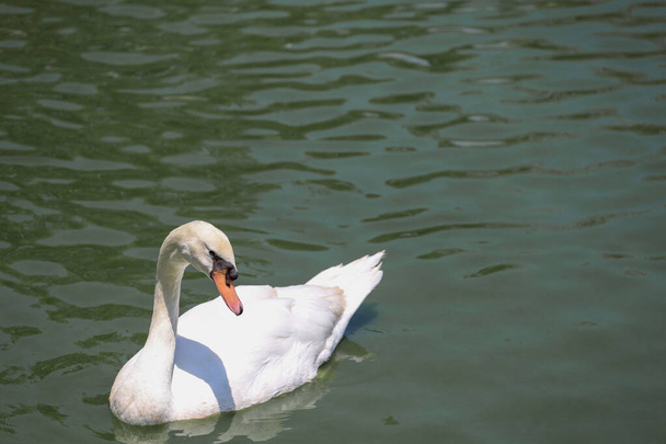 Primer plano Cisne blanco es lindo en el río - Foto, Imagen