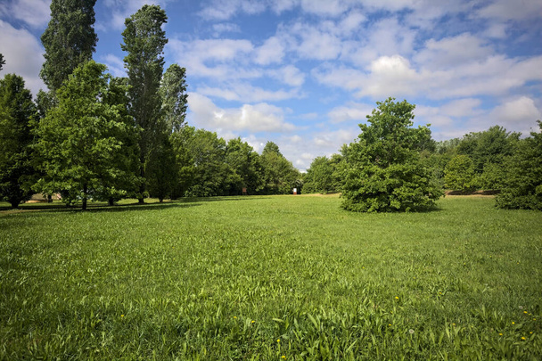 Oczyszczanie z drzew w parku - Zdjęcie, obraz