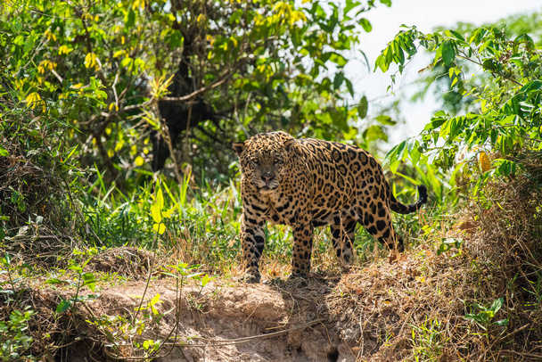 Jaguar in Mato Grosso forest environment,Pantanal,Brazil - Fotografie, Obrázek