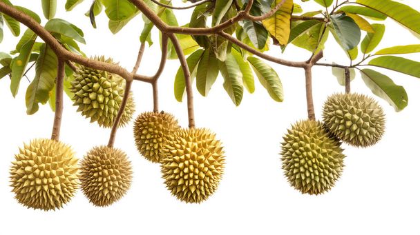 Durian fruits hanging from a tree branch, isolated on a white background. - Photo, Image