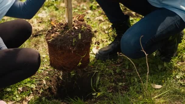 Child and her friend are planting a small tree in the woods, contributing to wildlife and nature preservation. Young girl doing voluntary work with teenager, environmental education. Camera A. - Footage, Video