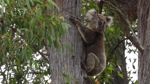 Urso coala nativo australiano fofo e adorável salta do tronco da gengiva para outro em Victoria, Austrália. Capturado em câmara lenta a 120 fps - Filmagem, Vídeo