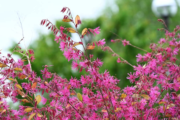 Chinesischer Fransenbusch, der zur Absicherung verwendet wird. Hamamelidaceae immergrüner Baum. Blüht schlanke rosa vierblättrige Blüten im Frühsommer. - Foto, Bild