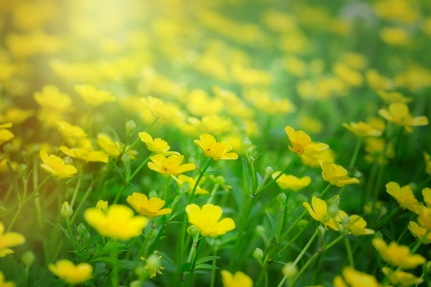 kleine gelbe Wiesenblumen - Butterblume - Foto, Bild