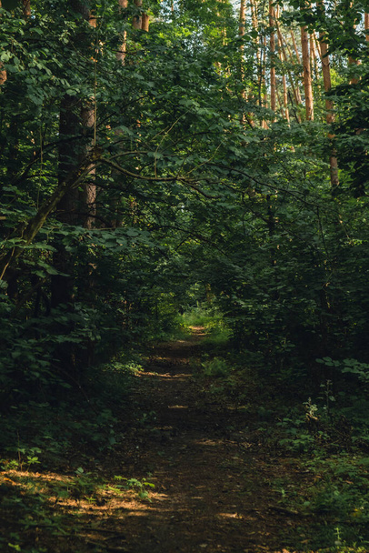 Schöner Kiefern- und Tannenwald mit einer dicken Schicht aus grünem Moos bedeckt den Waldboden. Szenische Ansicht Sonnenlicht, das durch die Äste scheint, landet im dunklen Hintergrund. Alte Waldsonnenstrahlen - Foto, Bild