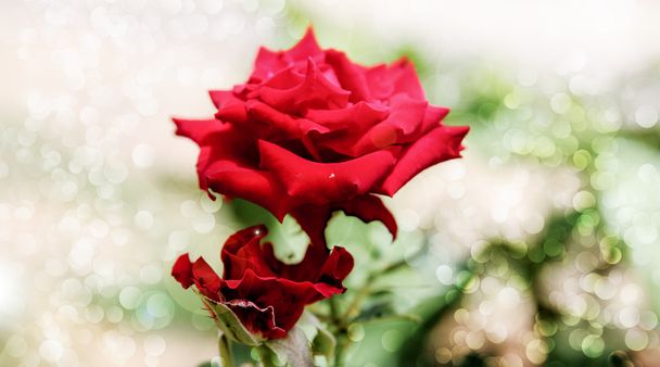verschwommene Rosen am Ast  - Foto, Bild