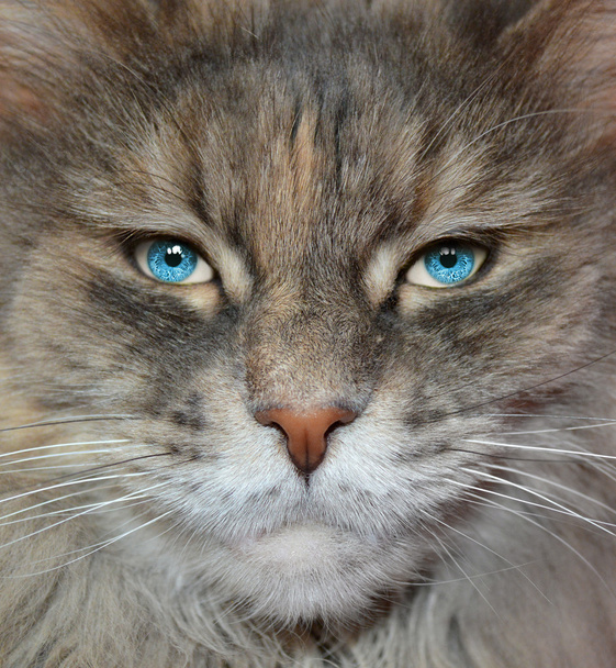 γάτα με ανθρώπινα μάτια.  - Φωτογραφία, εικόνα