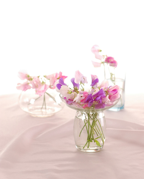 Erbsenblüte - Foto, Bild