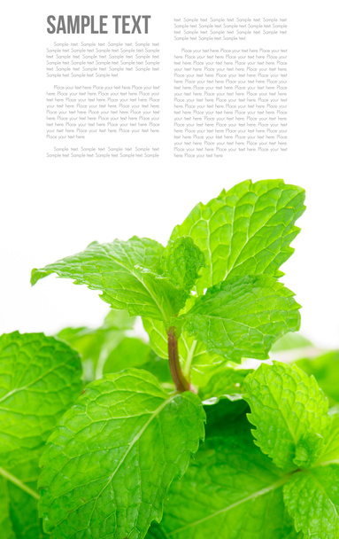 mint leaves - Photo, Image