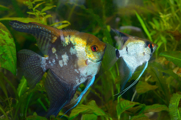 Pet bright coloured fish Pterophyllum scalare, angelfish or freshwater angelfish, swimming in the aquarium. - Photo, Image