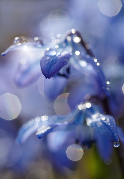 Defocused background with spring blue flowers - a Scilla Siberica - Photo, Image