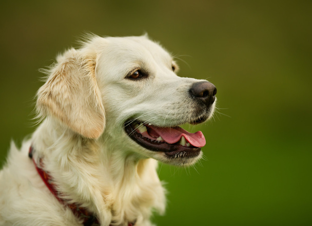 Golden retriever cão no dia ensolarado
 - Foto, Imagem