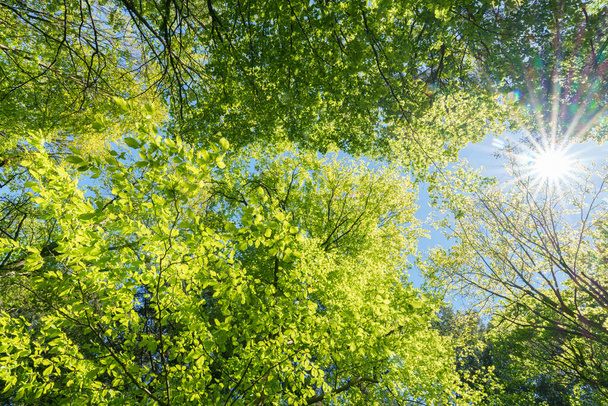 Observer le soleil à travers les arbres dans une forêt est une expérience sereine, entourée de plantes terrestres et d'une variété de nuances de vert et de brun dans le paysage naturel. - Photo, image