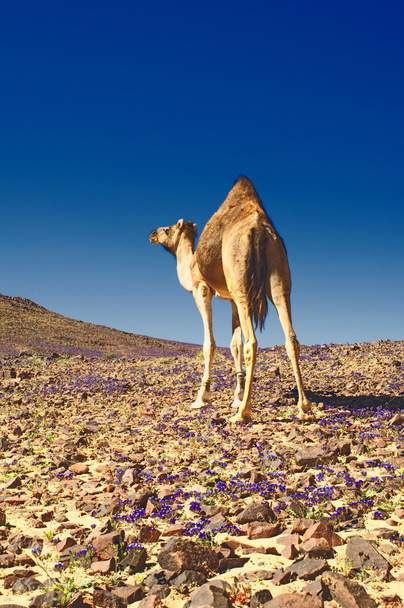 καμήλα - Φωτογραφία, εικόνα