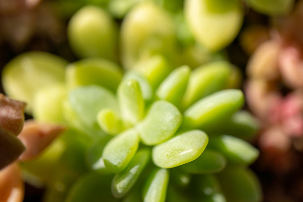Egy makró fénykép egy zöld szirmú földi növényről, amit zamatos növényként ismernek. A homályos háttér fokozza a növény bonyolult részleteire való összpontosítást. - Fotó, kép