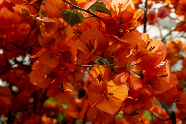 Un groupe de fleurs orange vif orne une branche d'arbre, ajoutant une touche de couleur au paysage naturel. Les pétales ambrés se détachent contre le feuillage vert, créant un beau contraste - Photo, image