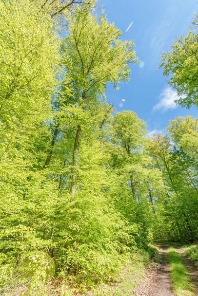 La luz del sol se filtra a través de las ramas de los árboles a lo largo de un sendero forestal, creando un patrón moteado en la exuberante hierba verde debajo. - Foto, imagen