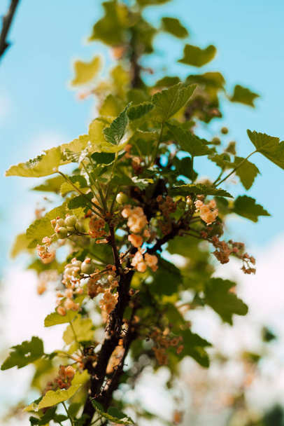 春のカラントブッシュ. 庭の茂みの上に小さな緑色のカラントベリー. 高品質の写真 - 写真・画像