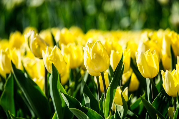 Hermosos tulipanes florecientes de color amarillo brillante en un gran parterre en el jardín de la ciudad o el campo de la granja de flores en primavera. Primavera Pascua flor fondo. - Foto, imagen